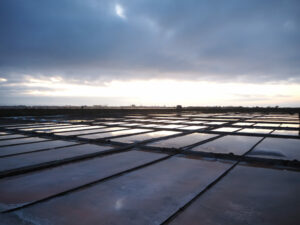 Ria de Aveiro salt marshes